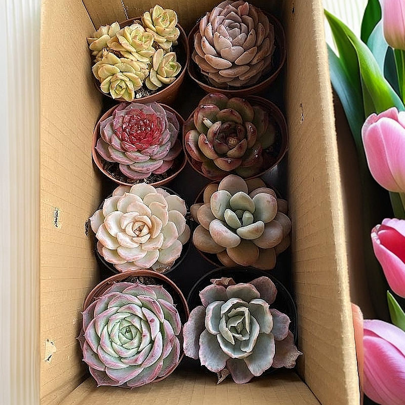 优选多肉植物  一物一拍直播展示 包邮 七彩云南盆栽四季组合套餐