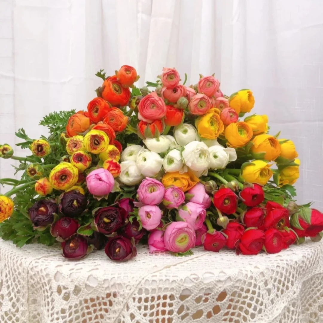 加购【普通洋牡丹】 满足2单正价包邮条件再拍加购 单拍需补运费