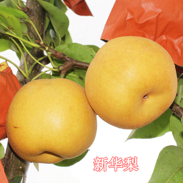 正宗新华梨苗，高抗木栓病不用拉枝，好管理好丰产，落叶12月发苗