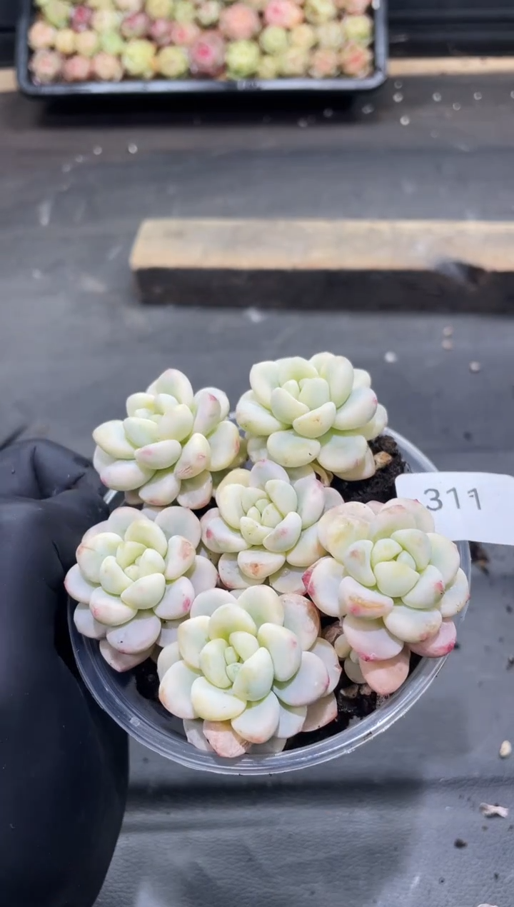 311劳尔锦     量拍