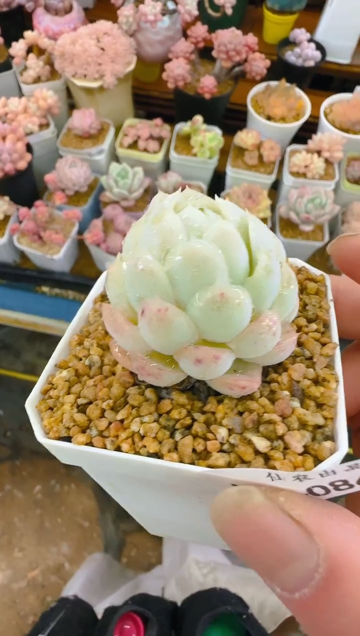 【闪购商品】喜—086—仙农(月影）