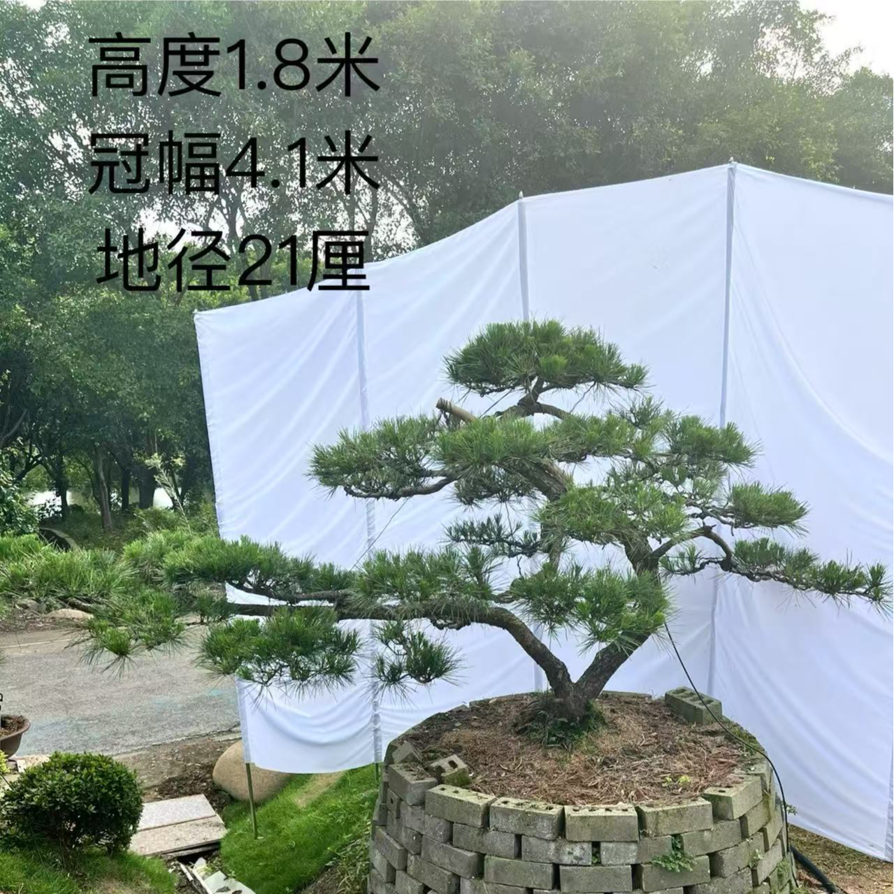 庭院造型四季常绿提根黑松定金500