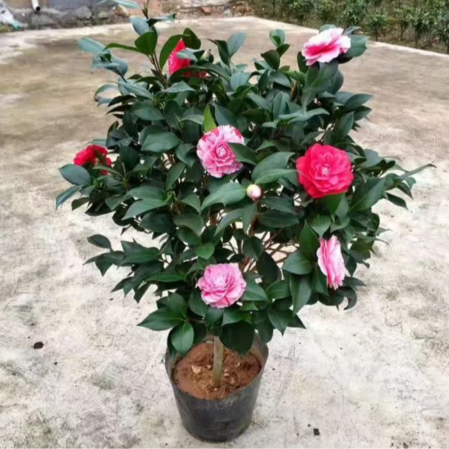 【高80cm-1米带花苞】五色茶花带花苞庭院老桩开花花卉绿植好-LL