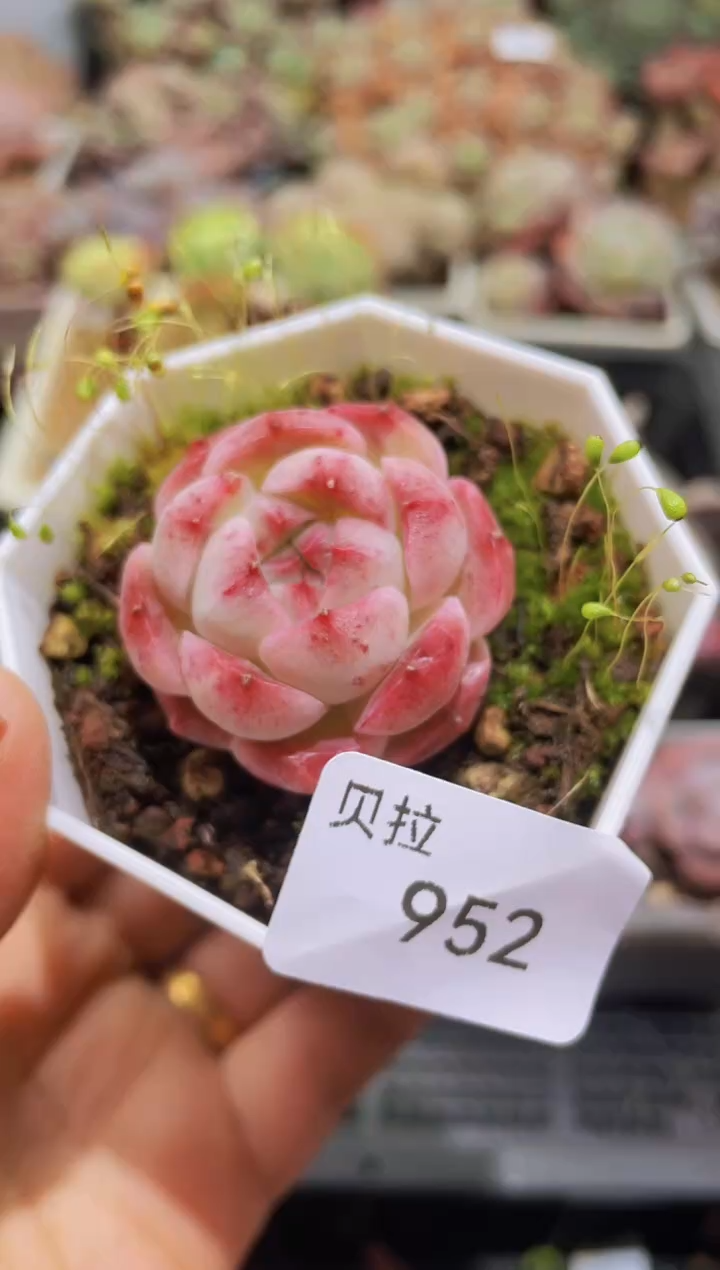 【闪购商品】952包子钻石