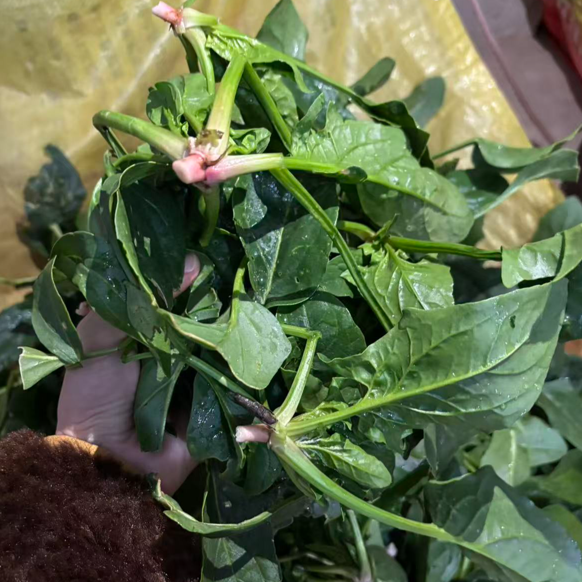 农家田园新鲜多汁菠菜