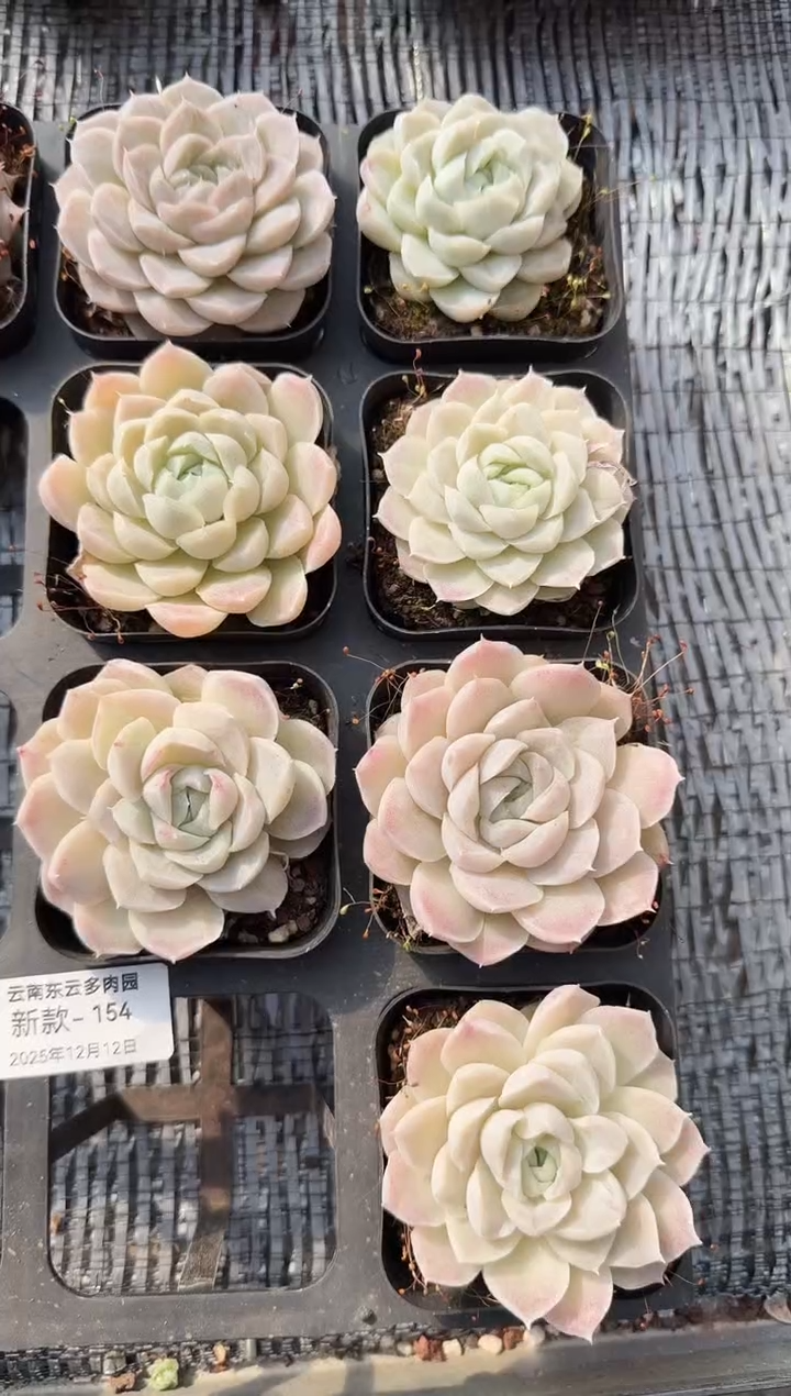 东云多肉园新款-154（其中一棵）
