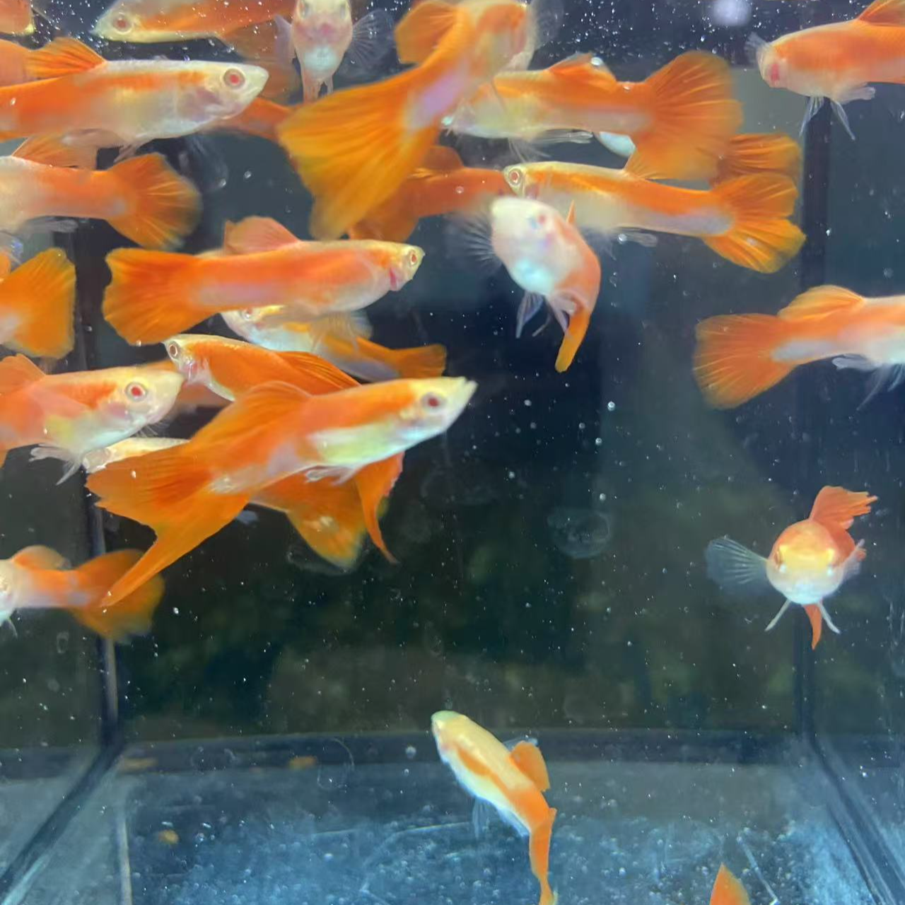 精品孔雀鱼 美国全红公母搭配