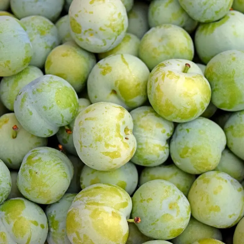 李青脆李水果新鲜孕妇当季空心李子脆甜成熟清甜