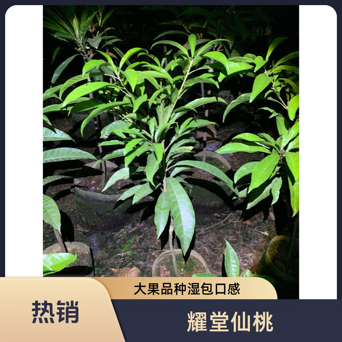 无品牌广东正宗嫁接台湾耀堂仙桃树苗巨无霸大果耀堂树苗