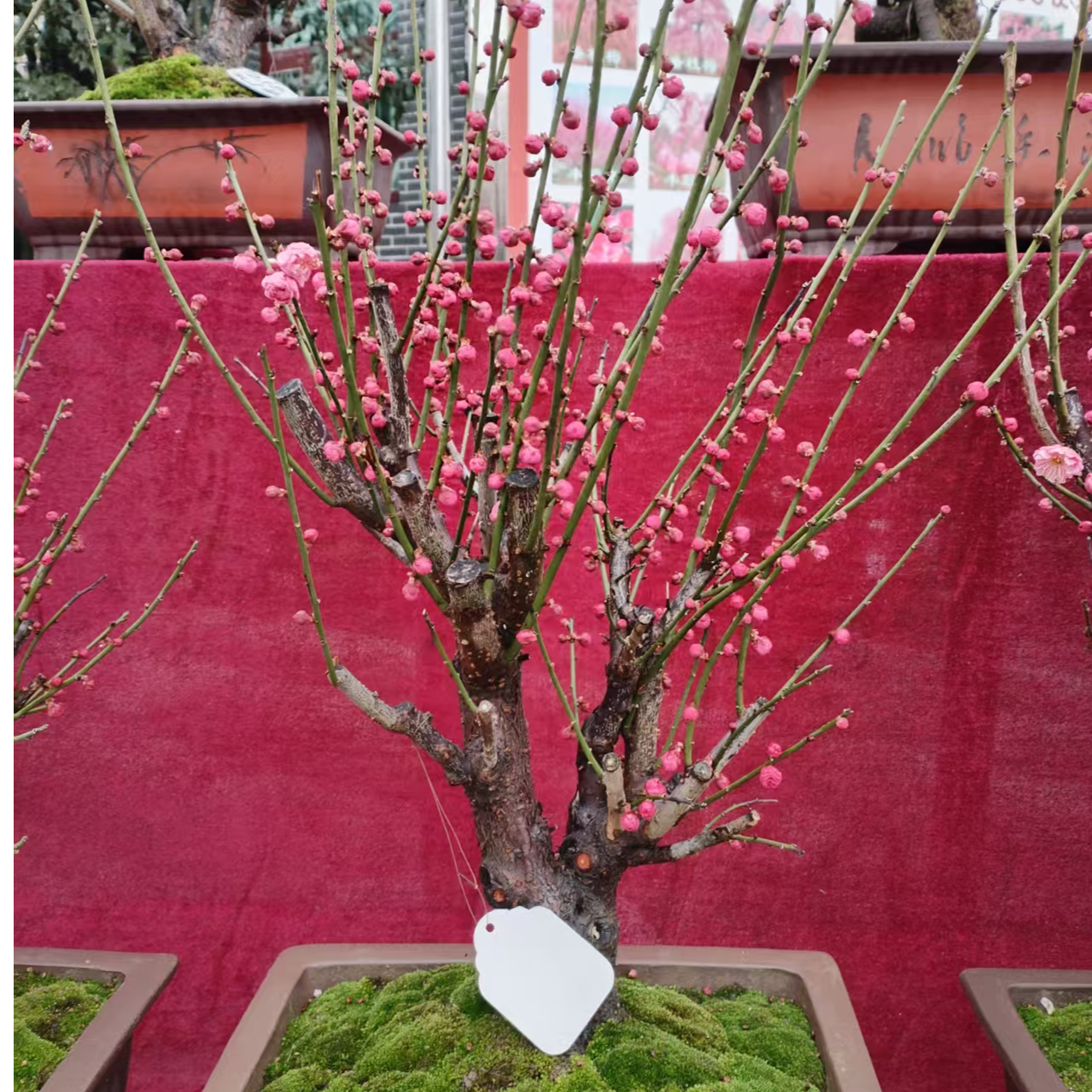 【梅花·盆景·小型】·精品多年原生桩头，，品种，开花苗盆栽