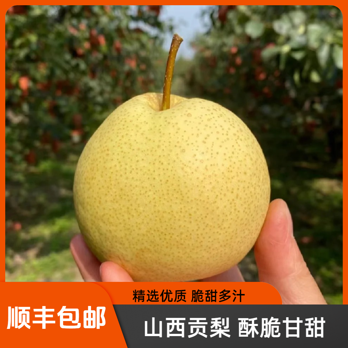 【顺丰包邮】新鲜山西贡梨现摘脆甜爆汁皮薄肉厚应季水果产地直发
