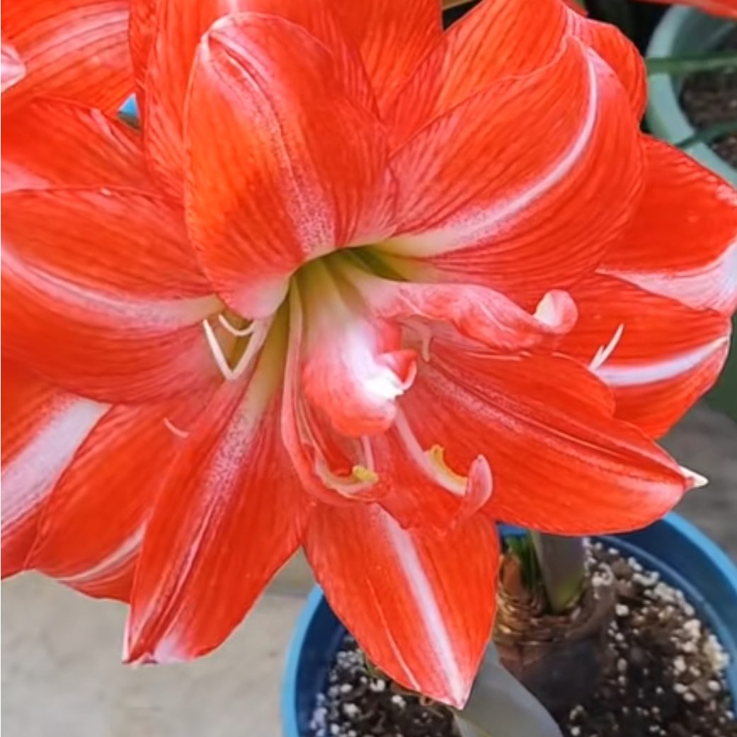 【帝卡梦华】特大重瓣朱顶红种球四季开花庭院阳台盆栽花卉