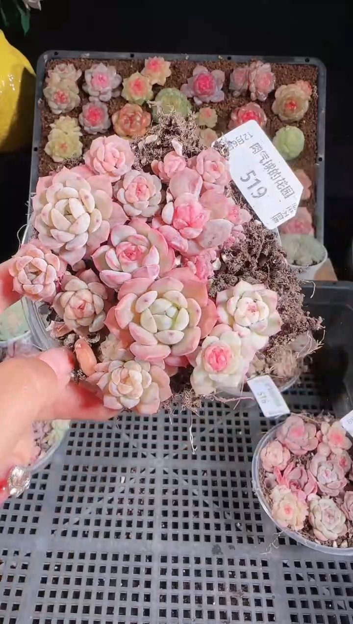 1206-519切糕多肉群生不包整