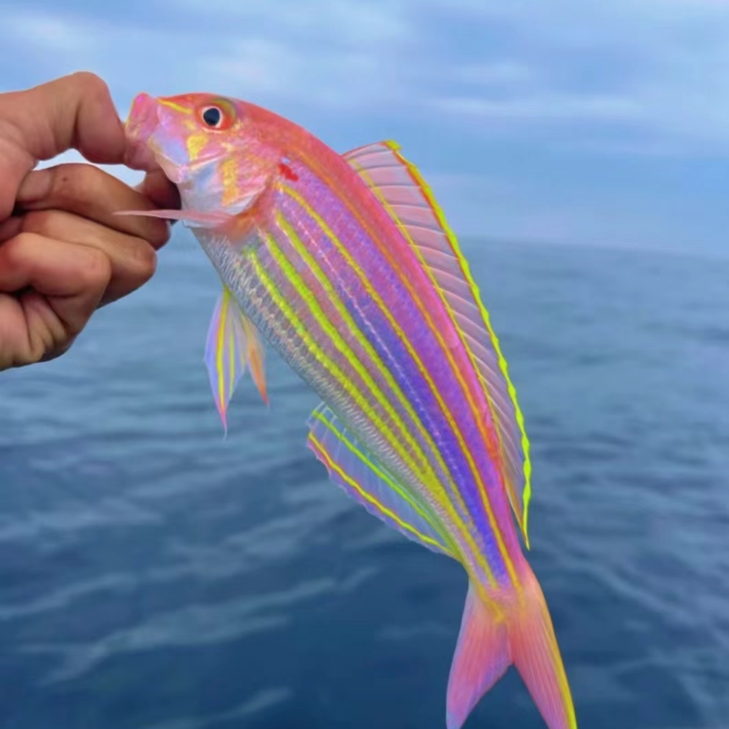 广东汕尾本港野生 金线鱼 金丝鱼