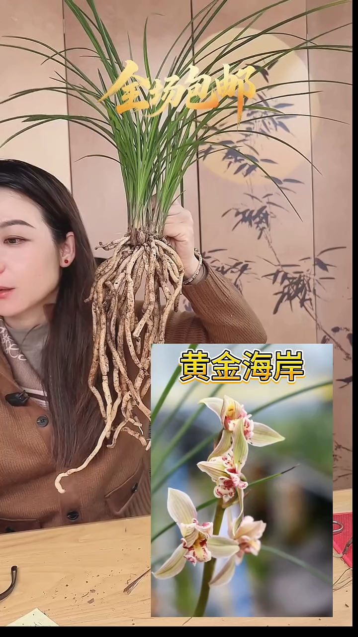 当前无花栽培后可以开花：黄金海岸