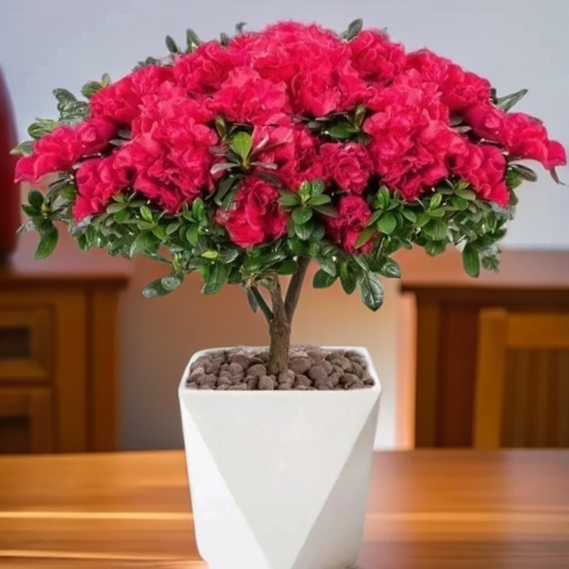 杜鹃花盆栽精选带花苞独杆老桩四季开花好养花卉