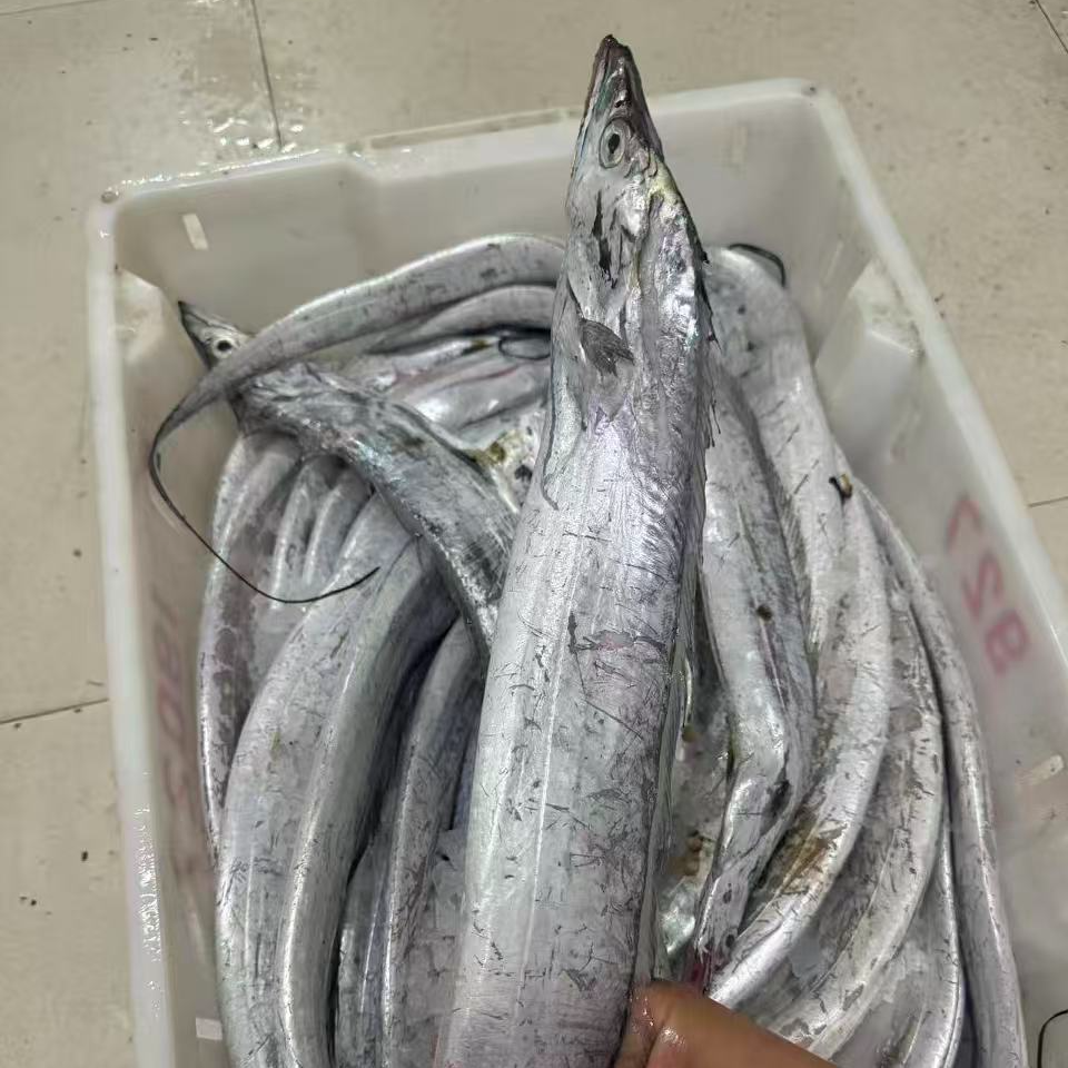 东山码头直发东海雷达网油带 1斤/条 