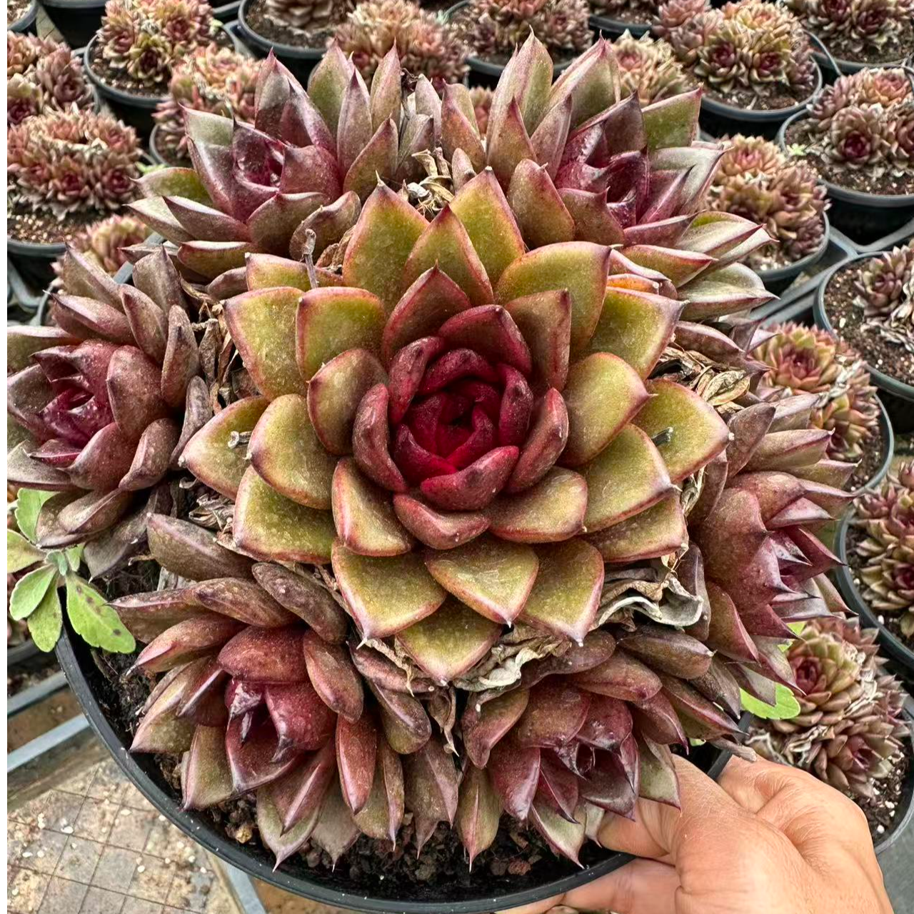 15#玄鹰多肉植物  前男友精品多肉  