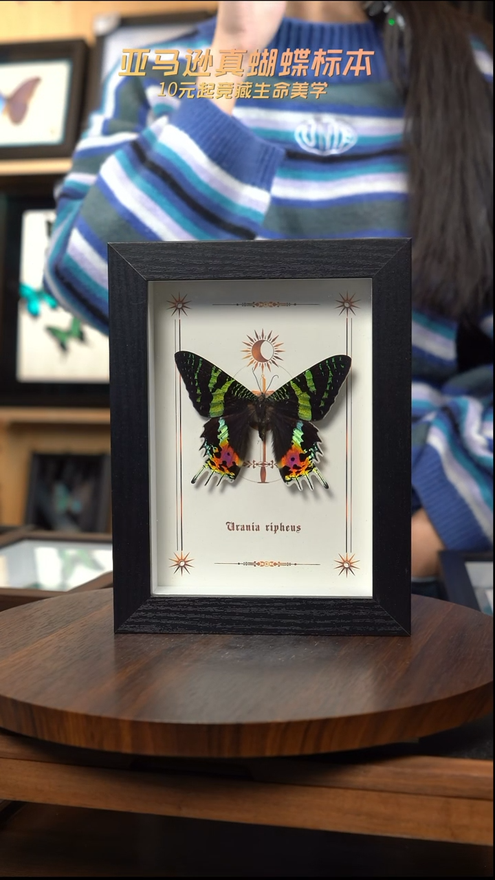 太阳蛾圣诞款7寸竖框