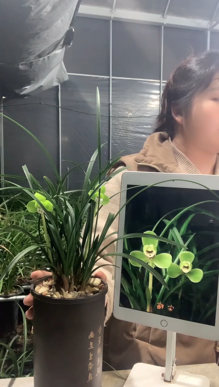 大部分开放少量花苞宋梅6苗带花种好发货