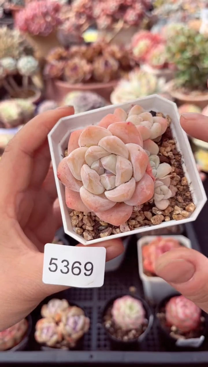 【闪购商品】5369冰雨多肉