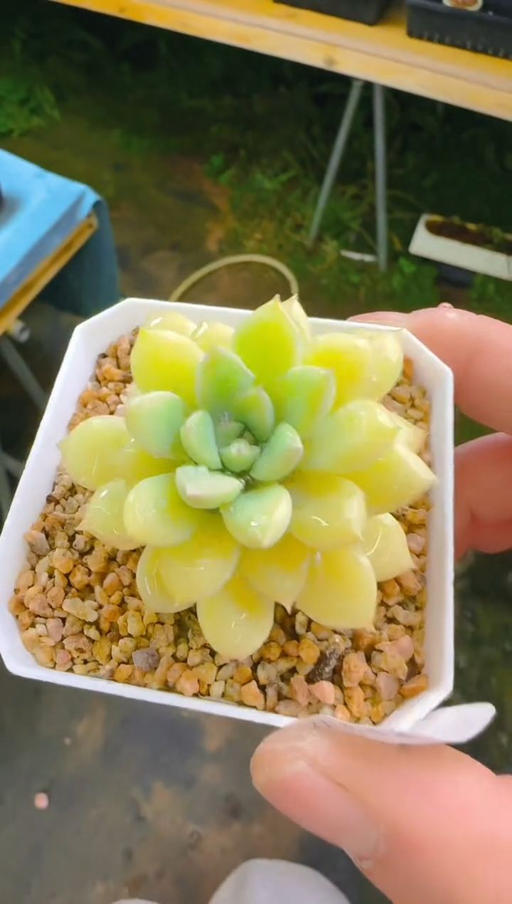 美—306—仙农（荷）