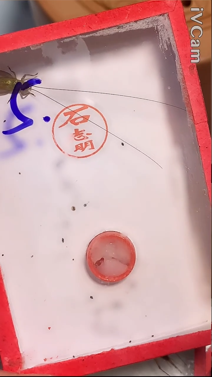 石志明大黄一条见图