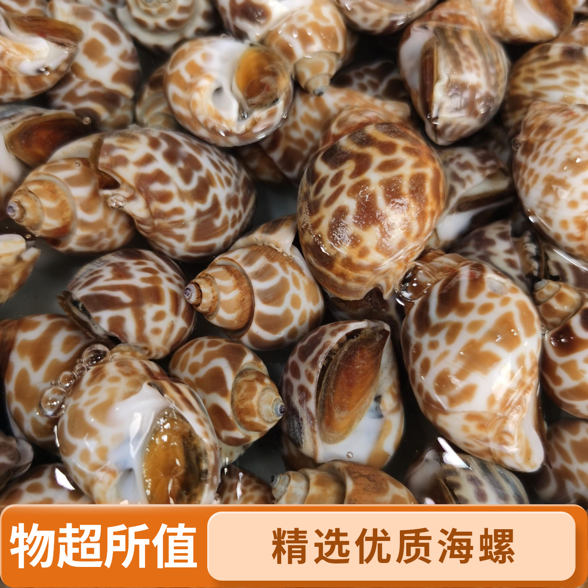 花螺 (海南花螺) -63元/斤