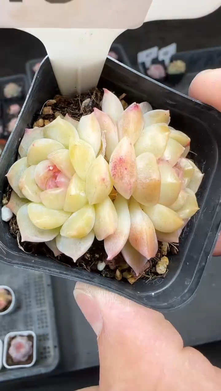 【闪购商品】一物一拍0217—49