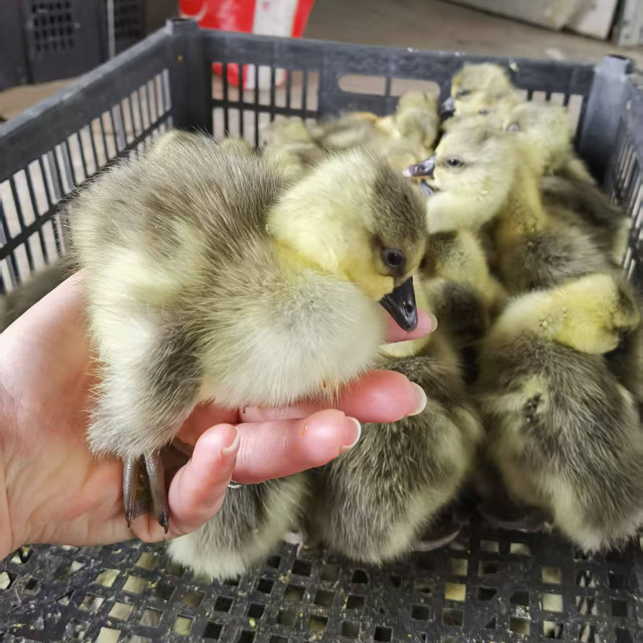 宠物 灰色 15只   包邮