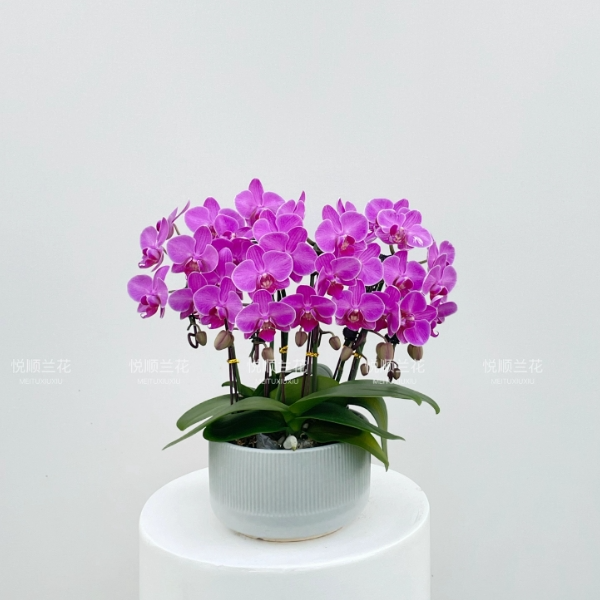 20540 蝴蝶兰 汕农粉蝶 带花苞 花期长