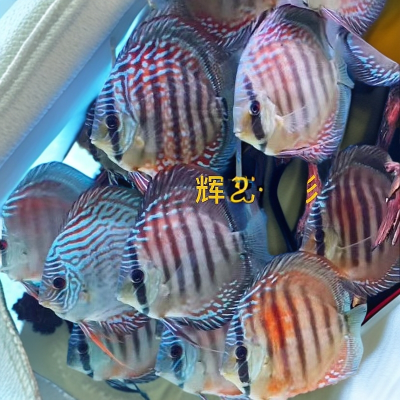 七彩神仙鱼热带观赏鱼德松野血阿莲卡豹点老虎狗鸽子野彩F1小苗