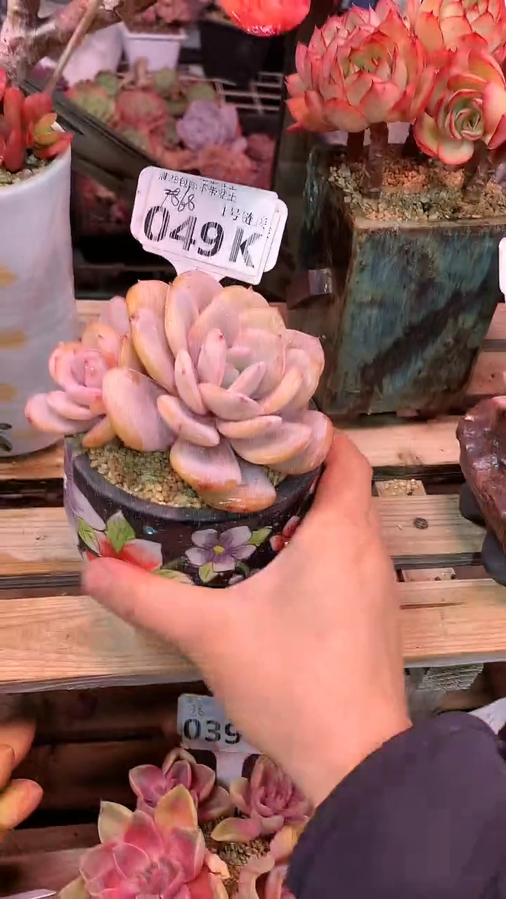 【闪购商品】049KKK