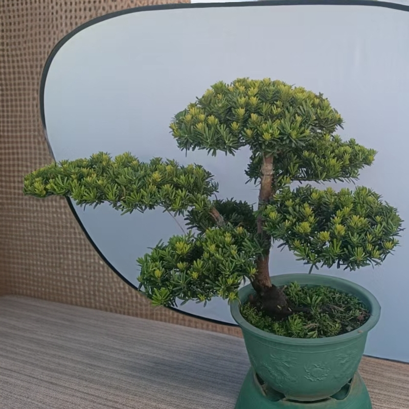 金钻罗汉松盆景老桩造型庭院绿植