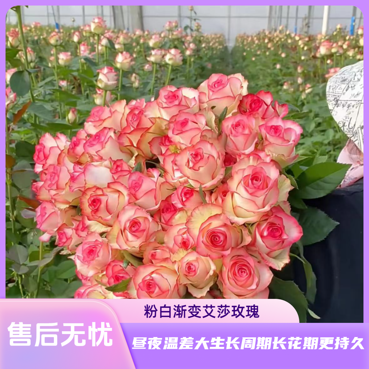 【艾莎】 粉色渐变 北方玫瑰花期持久  一单韵达两单顺丰包邮到家