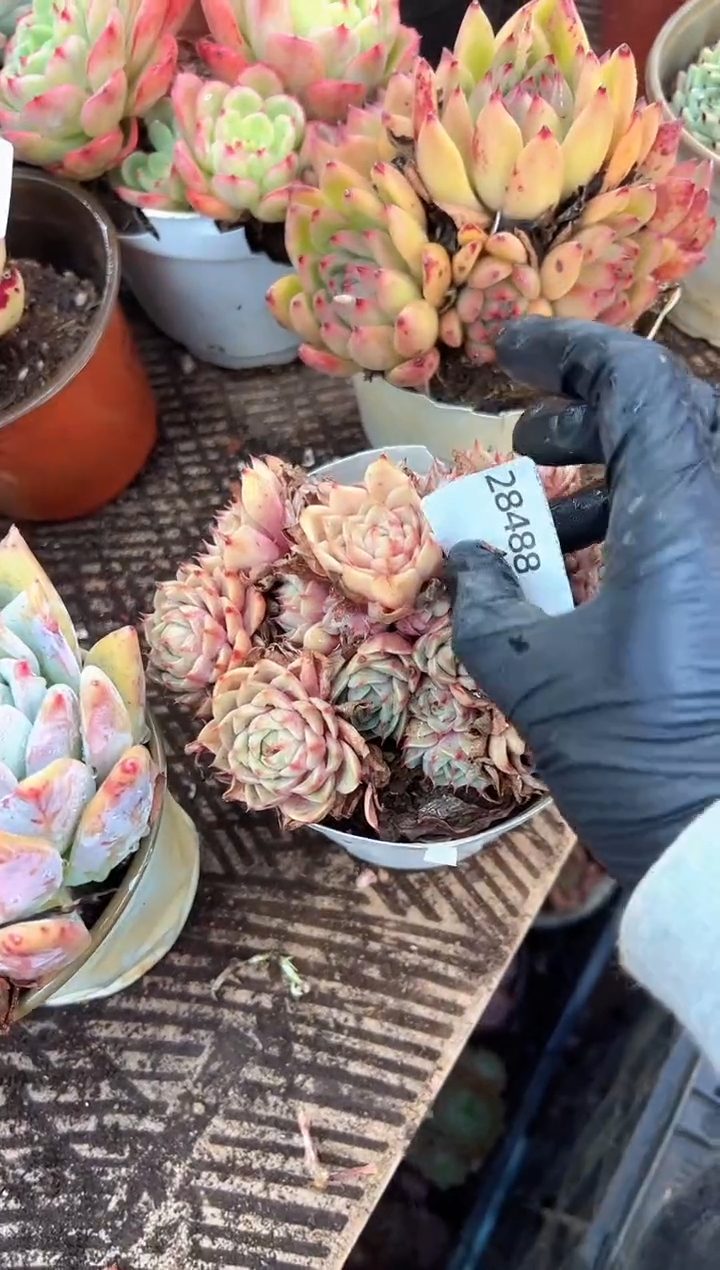 安****?多肉植物一物一拍28488