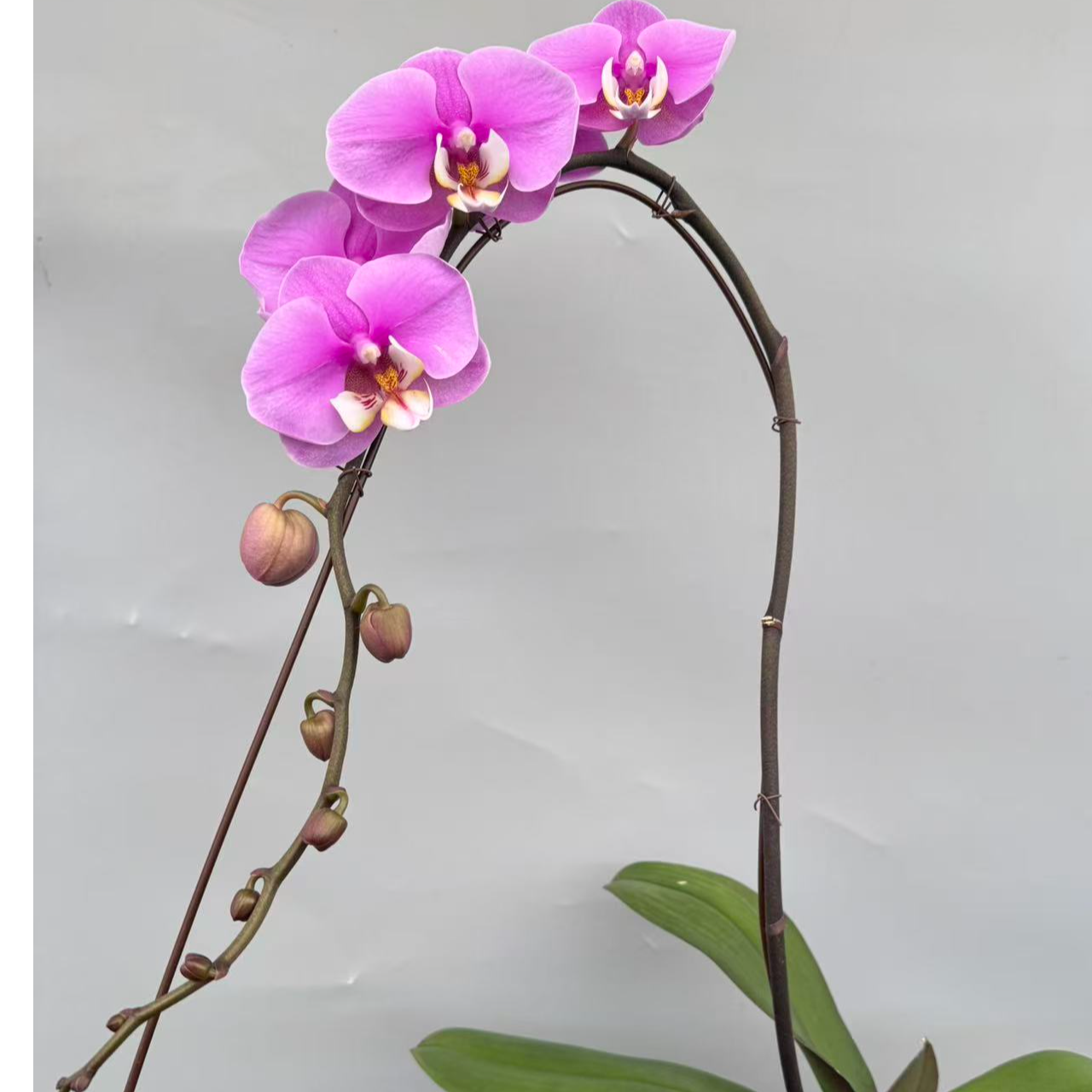 蝴蝶兰【安娜】精品观花盆栽昆明基地直发