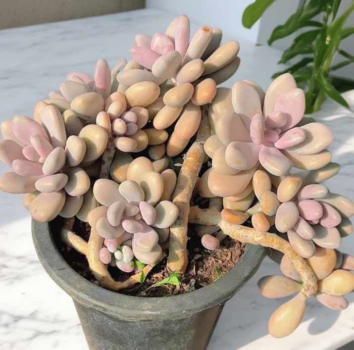 桃蛋老桩   多肉