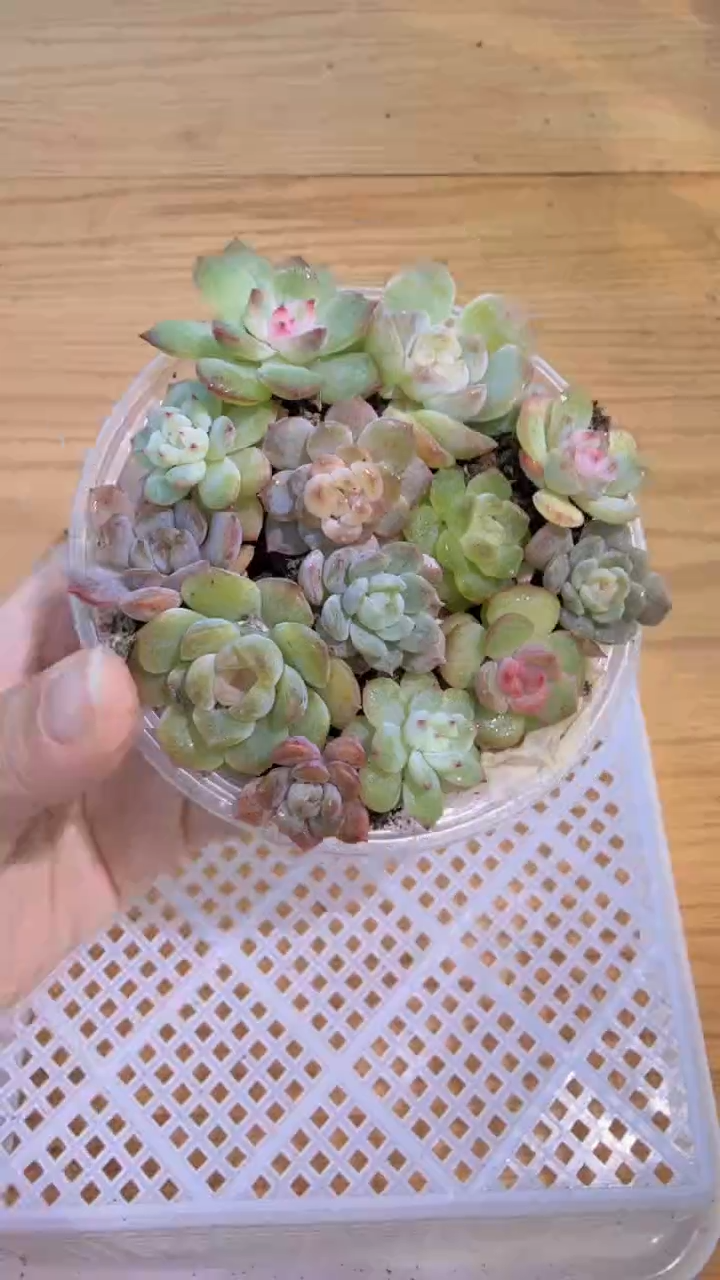 巫拉拉混 1盒 量拍混发 满9.9包邮