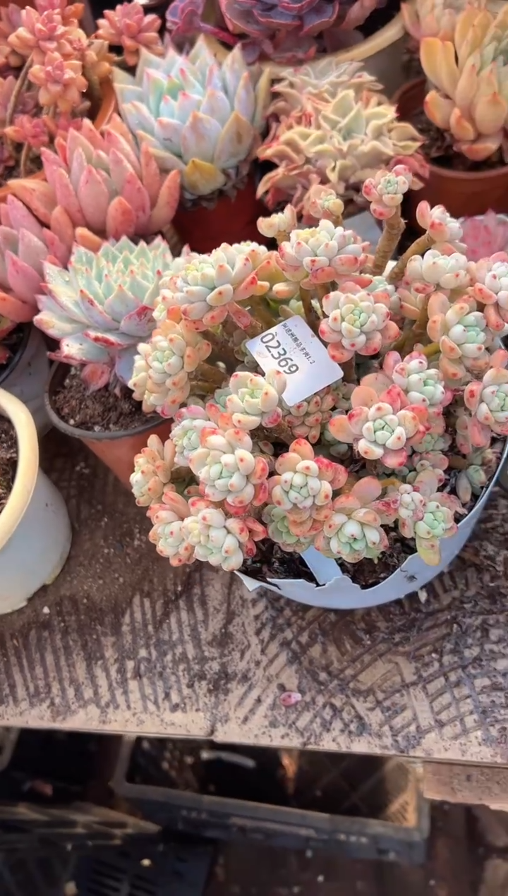 多*樂多肉植物一物一拍02369