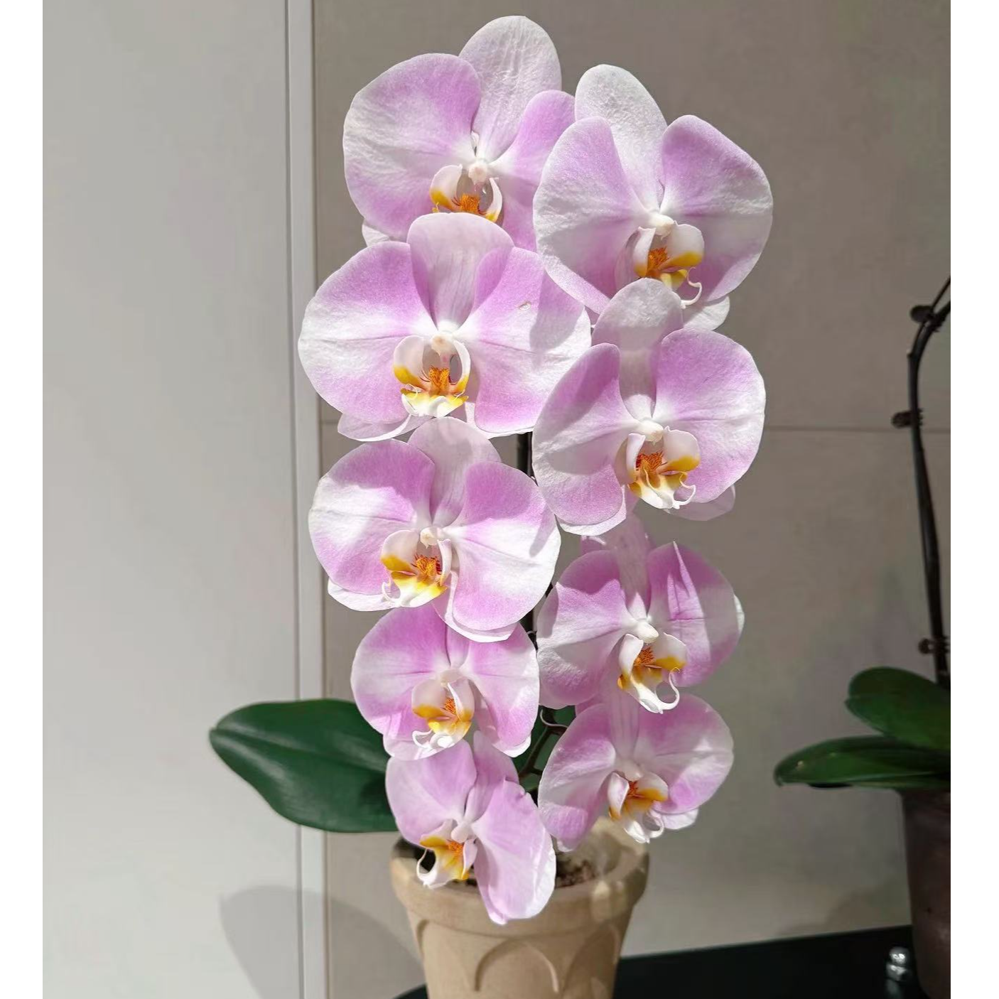 画鲜【明星】出口级别大花蝴蝶兰 四季开好养特大号