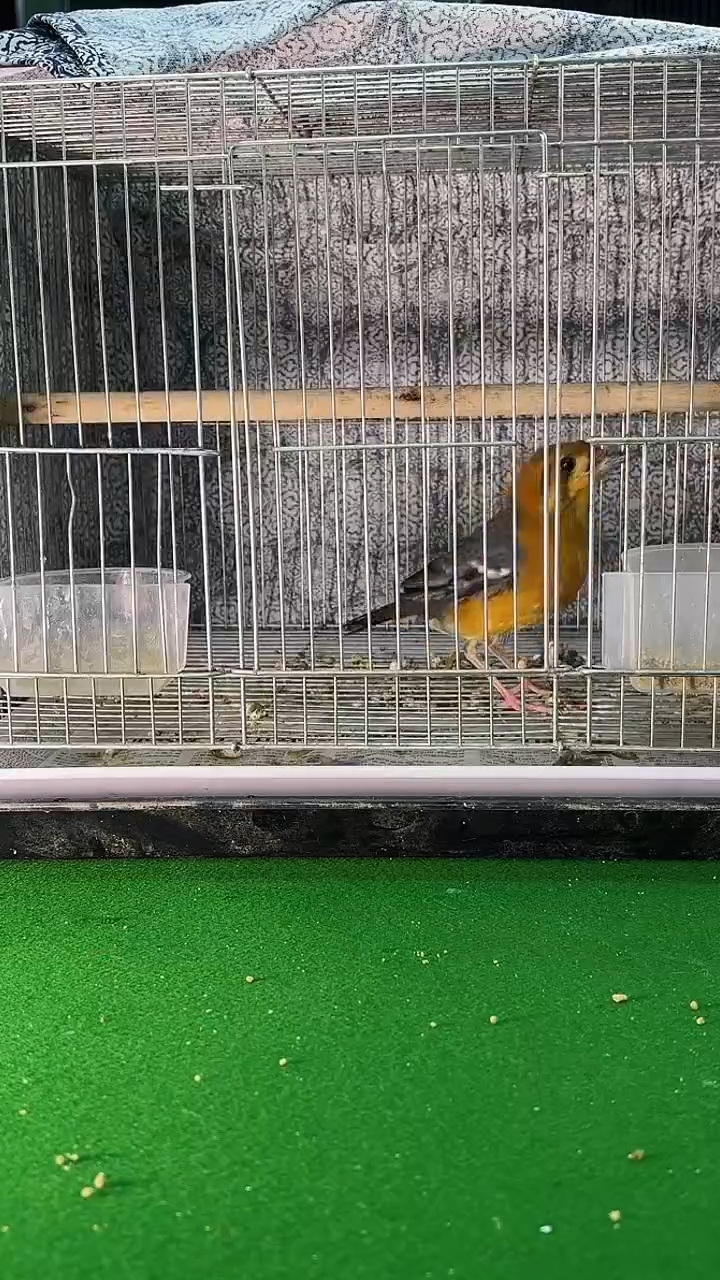 3号橙头老毛养笼0元气拍