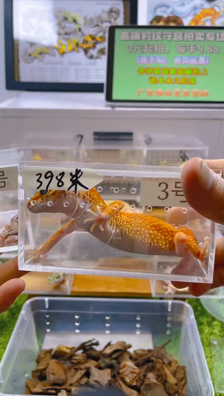 豹纹守宫豹纹守宫苗子亚成成体肥尾