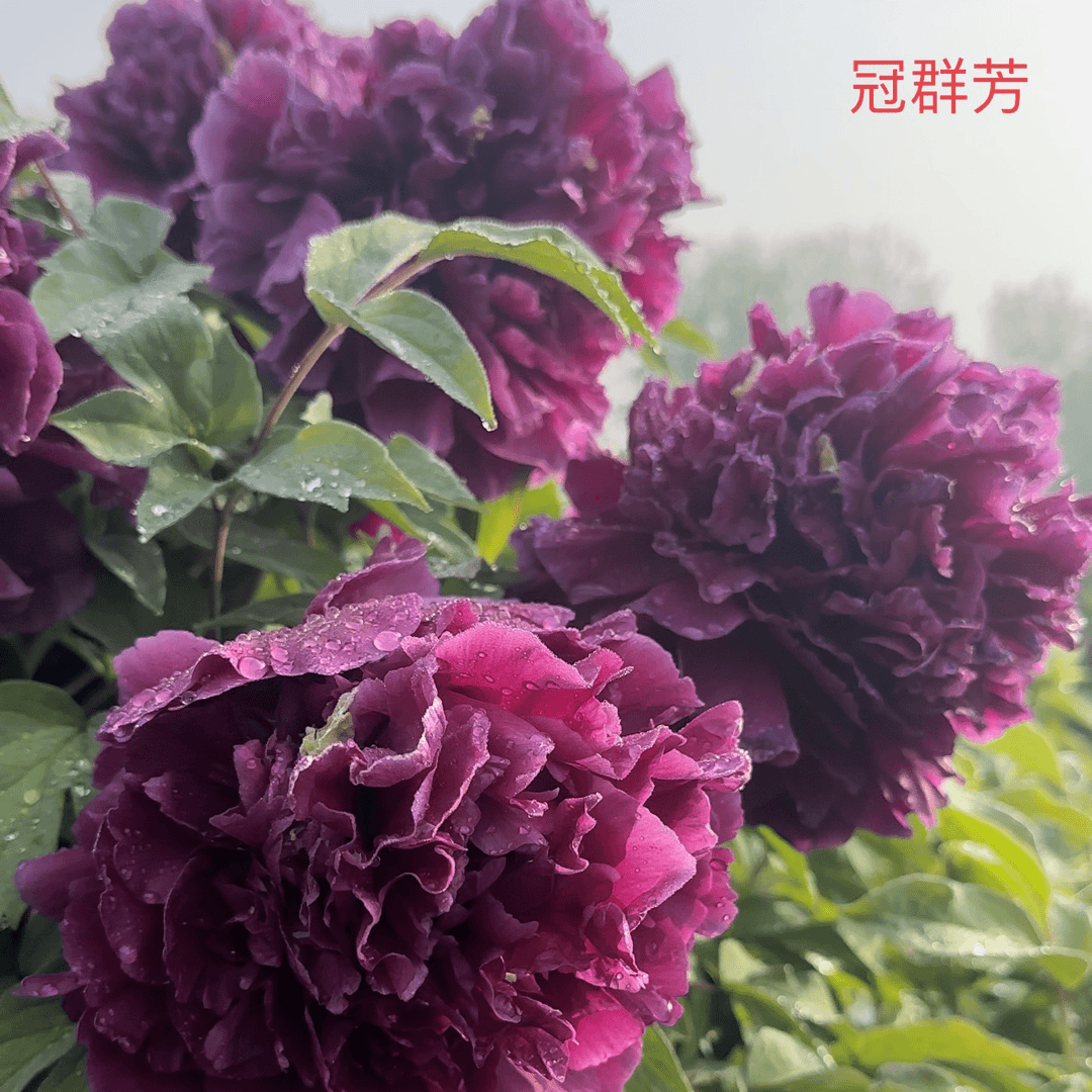 【冠群芳】正宗洛阳重瓣牡丹花苗北方耐寒盆栽地栽室内庭院花卉牡丹