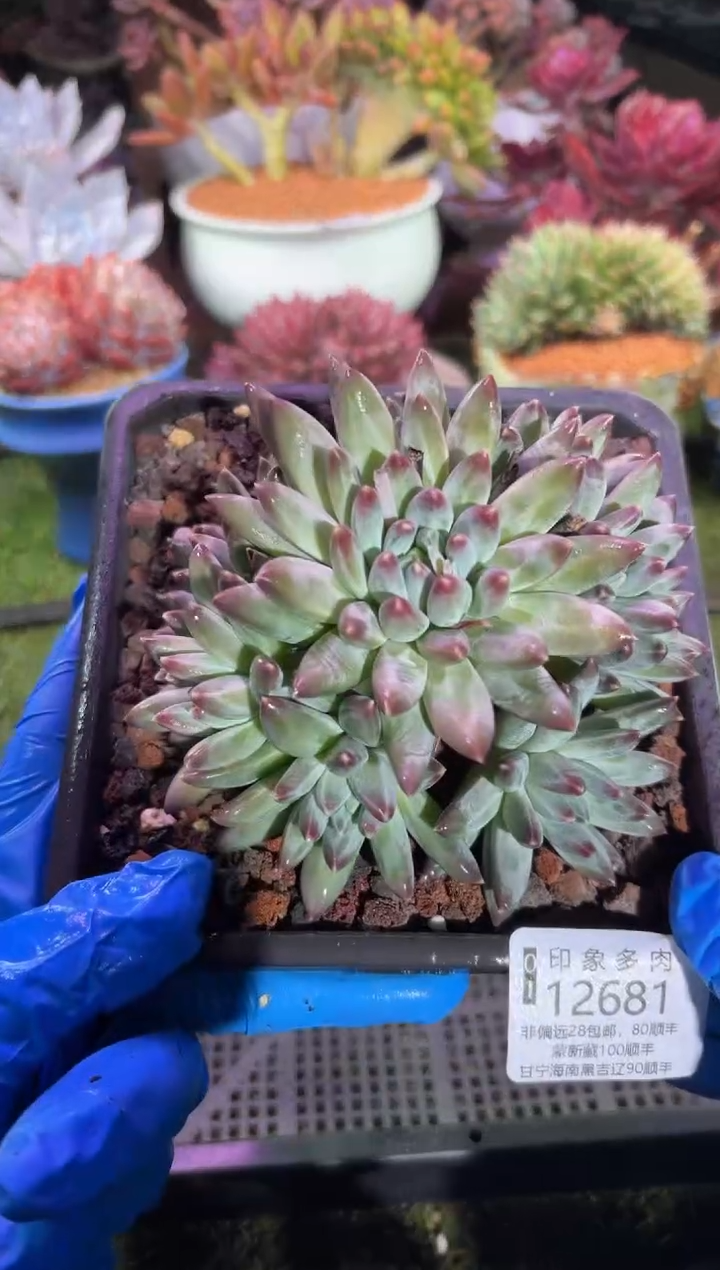 【闪购商品】12681