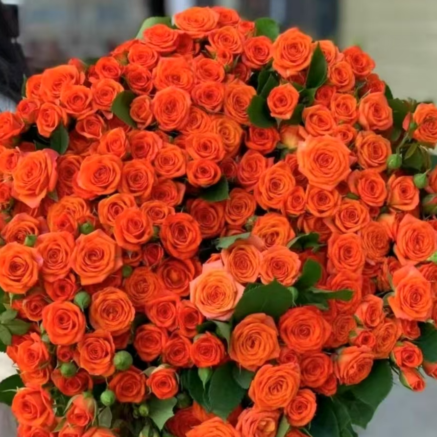 【一品花集】超好养【橙色芭比】-多头玫瑰 云南昆明基地直发家用鲜花