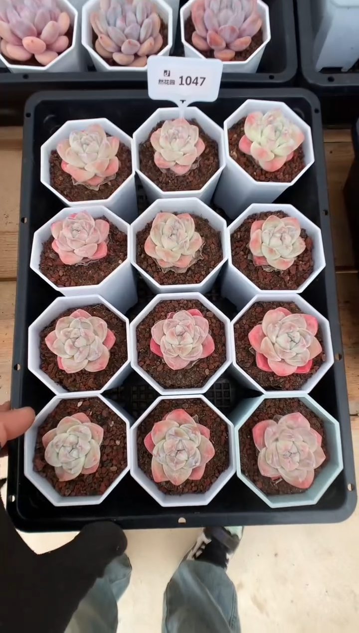 【闪购商品】1047草莓冰玉三棵量拍