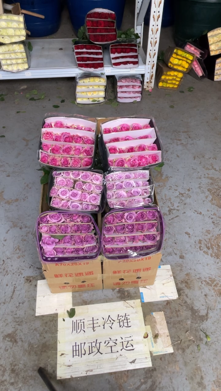 冷美人20枝+海洋之歌20枝+紫霞20枝