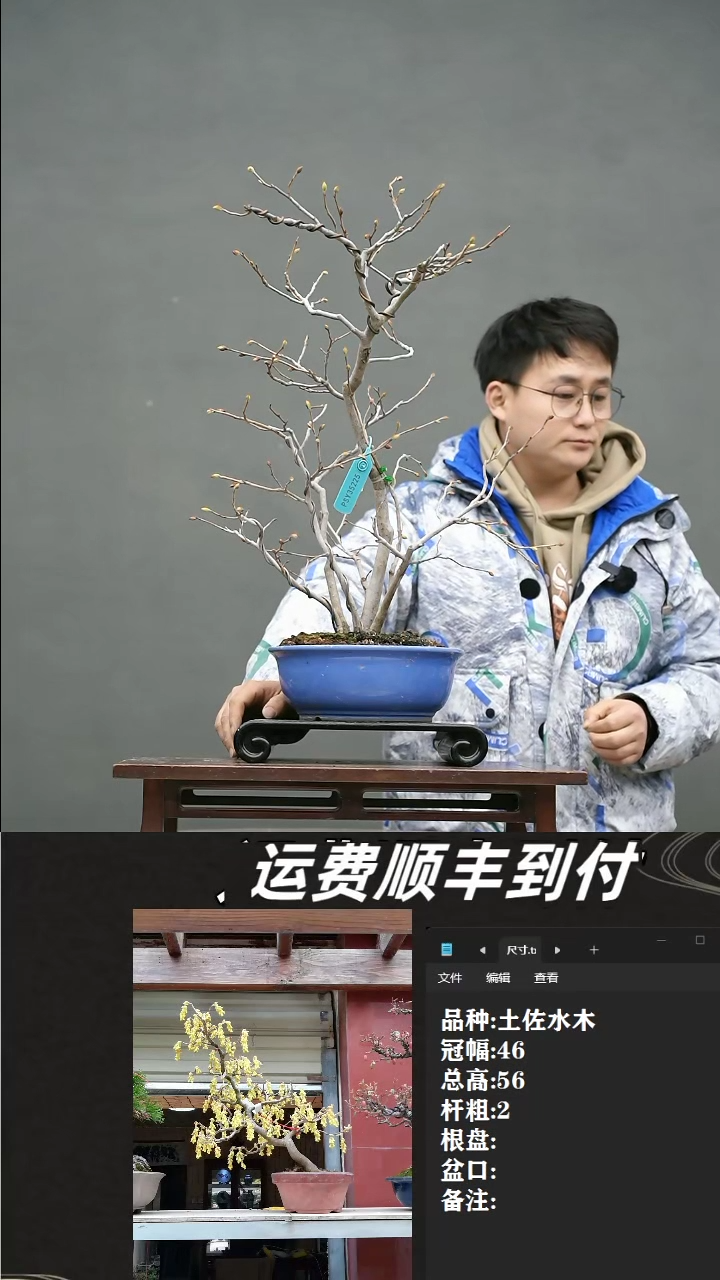 【闪购商品】35  土佐水木