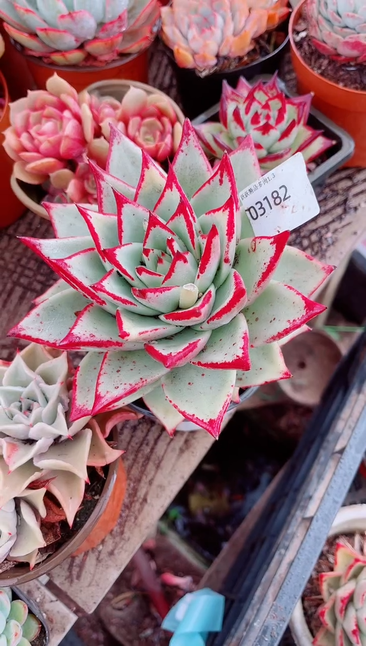 未****Y跃跃精品多肉03182